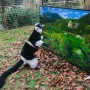 Cette semaine, la réserve de Port Lympne dans le Kent, au Royaume-Uni a installé des téléviseurs BRAVIA X90C 4K Ultra HD dans les enclos des lémuriens et des langurs. L'initiative fait partie du programme « Retour à la nature » entrepris par l'association caritative de renommée internationale. Les primates pourront ainsi regarder des images de leur nouvel habitat à Java et Madagascar dans une qualité 4K très réaliste qui leur permettra de mieux se familiariser avec leur futur environnement.