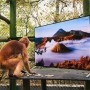 Cette semaine, la réserve de Port Lympne dans le Kent, au Royaume-Uni a installé des téléviseurs BRAVIA X90C 4K Ultra HD dans les enclos des lémuriens et des langurs. L'initiative fait partie du programme « Retour à la nature » entrepris par l'association caritative de renommée internationale. Les primates pourront ainsi regarder des images de leur nouvel habitat à Java et Madagascar dans une qualité 4K très réaliste qui leur permettra de mieux se familiariser avec leur futur environnement.