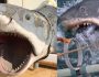 L'un des premiers requins en fibre de verre utilisés dans Dents de la mer de Steven Spielberg sera exposé au Academy Museum of Motion Pictures. Bruce the Shark est actuellement en cours de restauration par la légende des effets spéciaux Greg Nicotero.