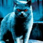 CINÉMA ACTUS - Guillermo del Toro envisage de réaliser une nouvelle adaptation de Pet Sematary, de Stephen King.