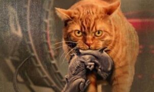 TOP10 - Propriétaires de chats roux, nous savons que les tabby orange ne sont pas seulement connus pour être extrêmement amicaux, calmes et gentils avec les humains, mais aussi de grands acteurs !