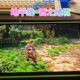 ACTUALITÉS CONSOLES PORTABLES – Mod unique en son genre, introuvable en série… et c’est peut-être mieux ainsi, tant il est massif.
