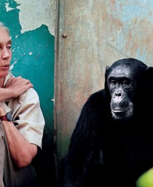 ACTUALITÉS TECH – Dans « Great Ideas Start on Mac », Apple met en avant la voix reconnaissable de la regrettée Dr Jane Goodall pour figurer l’instant où une simple « lueur sur l’écran » devient une idée qui prend forme.