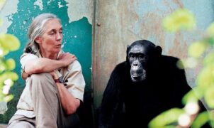 ACTUALITÉS TECH – Dans « Great Ideas Start on Mac », Apple met en avant la voix reconnaissable de la regrettée Dr Jane Goodall pour figurer l’instant où une simple « lueur sur l’écran » devient une idée qui prend forme.