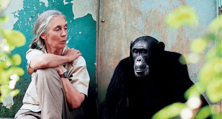 ACTUALITÉS TECH – Dans « Great Ideas Start on Mac », Apple met en avant la voix reconnaissable de la regrettée Dr Jane Goodall pour figurer l’instant où une simple « lueur sur l’écran » devient une idée qui prend forme.