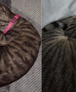 Un jeu d’horreur où caresser un chat devient une question de survie mentale